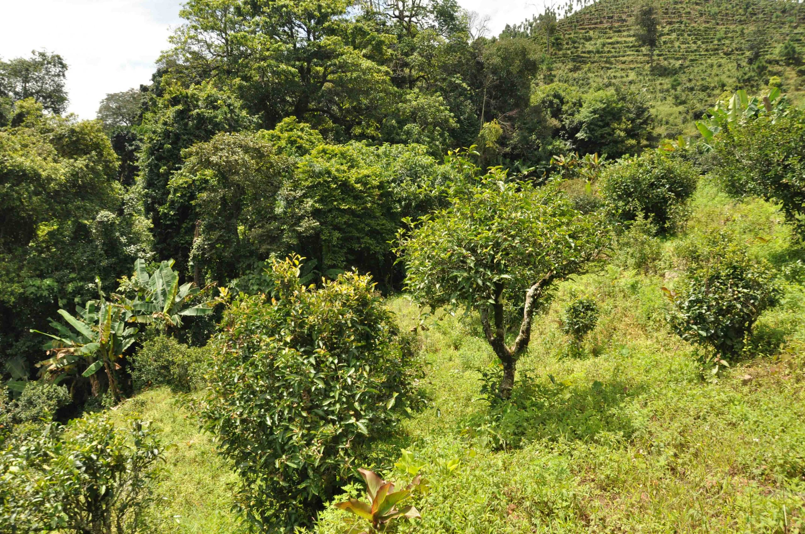 2022年墨江鳳凰窩古樹(shù)春茶特點(diǎn)是什么？