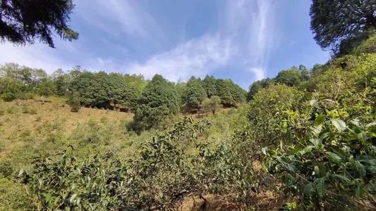 2022年墨江鳳凰窩古樹春茶口感是什么？