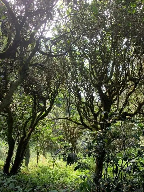 2022年墨江鳳凰窩古樹春茶多少錢一公斤？