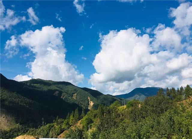 2022年景谷黃草壩古樹春茶多少錢一公斤？