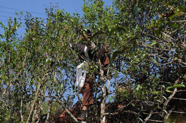 2022年景谷黃草壩古樹春茶品鑒實錄！