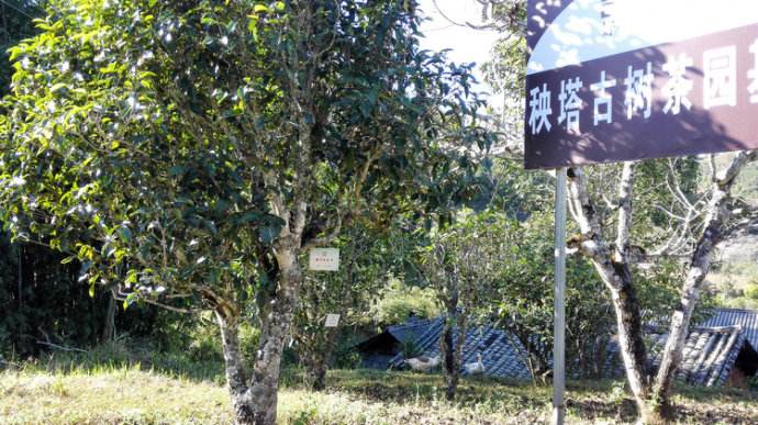 2022年景谷秧塔古樹春茶詳情介紹！