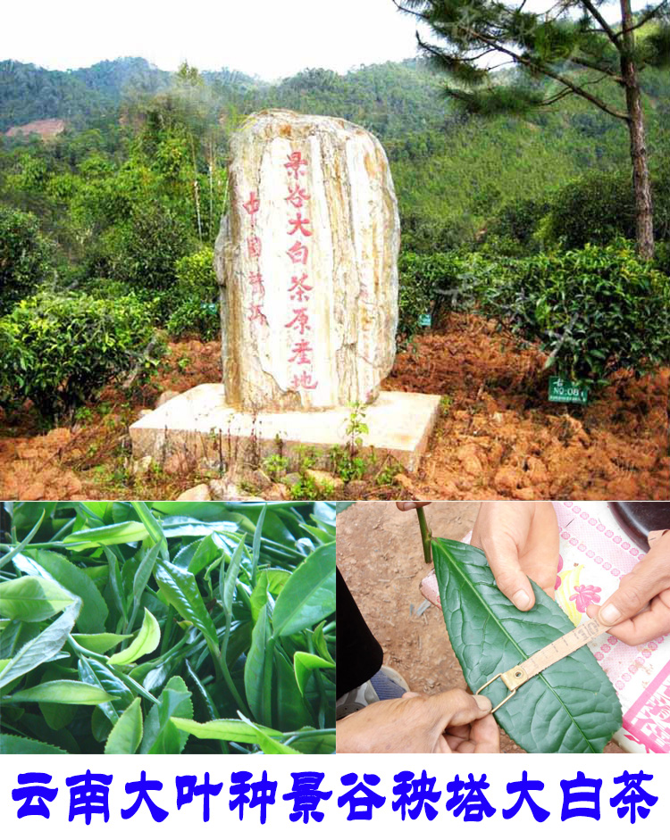 2022年景谷秧塔古樹春茶口感是什么？