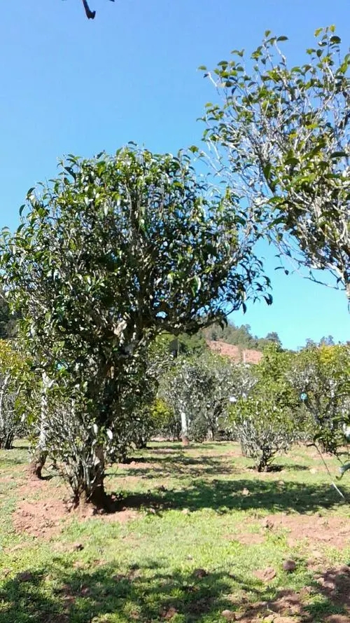 2022年景谷秧塔古樹春茶價格是多少？