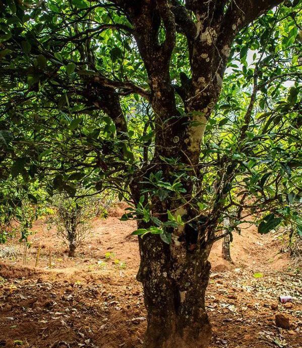 2022年景谷苦竹山古樹(shù)春茶特點(diǎn)是什么？