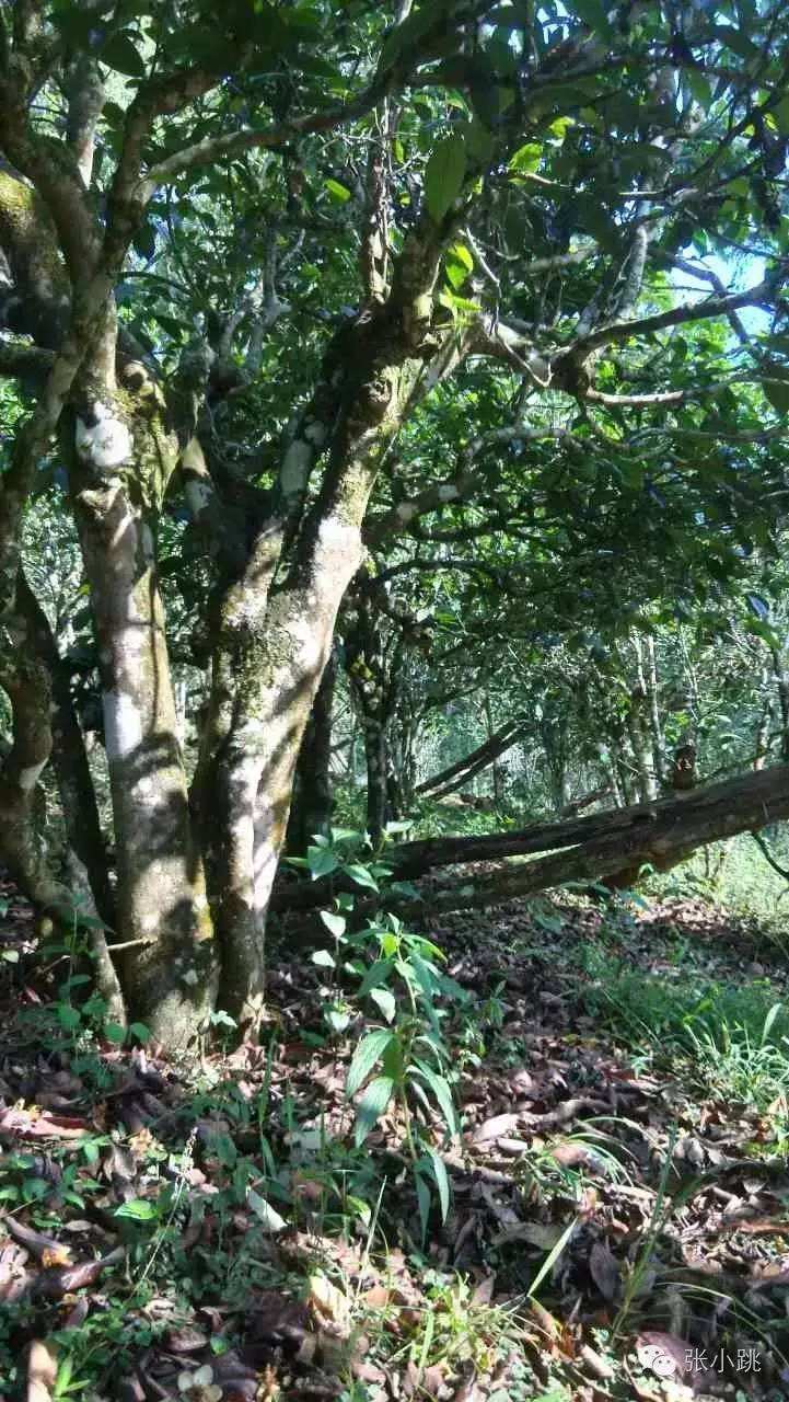 2022年景谷苦竹山古樹春茶價(jià)格多少？