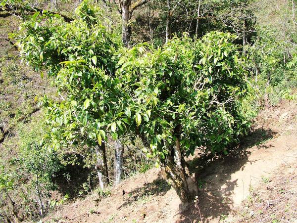 2022年景東御筆古茶山古樹春茶特點(diǎn)？