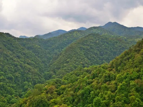 2022年無量山古樹春茶迎春“綻放”!