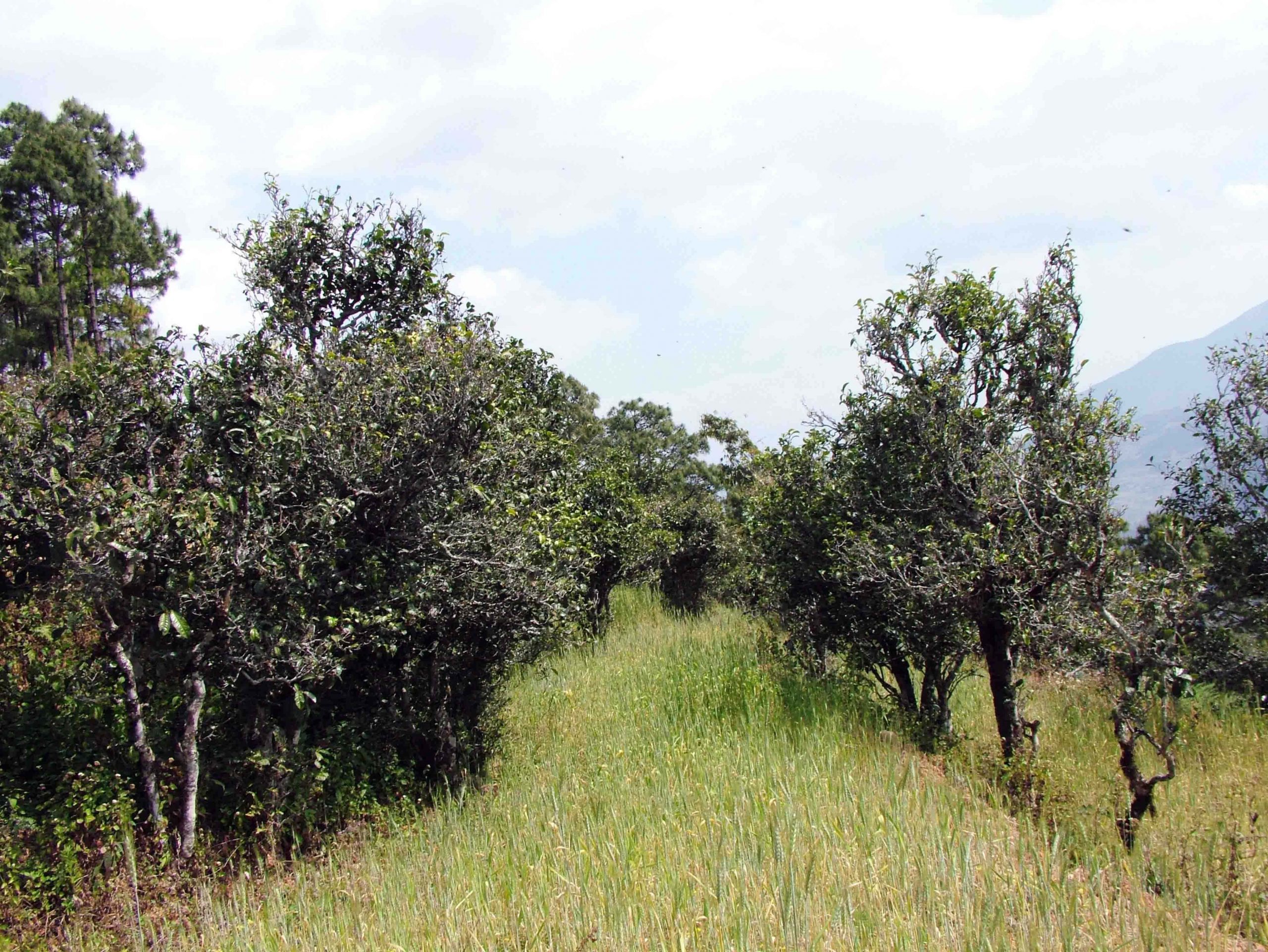 2022年景東老倉福德古樹春茶口感特點(diǎn)？