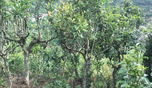 2022年景東金鼎古樹春茶口感特點(diǎn)？