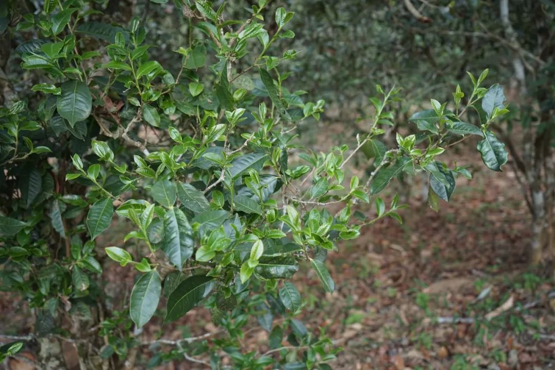 2022年景東哀牢山古樹春茶價(jià)格多少？