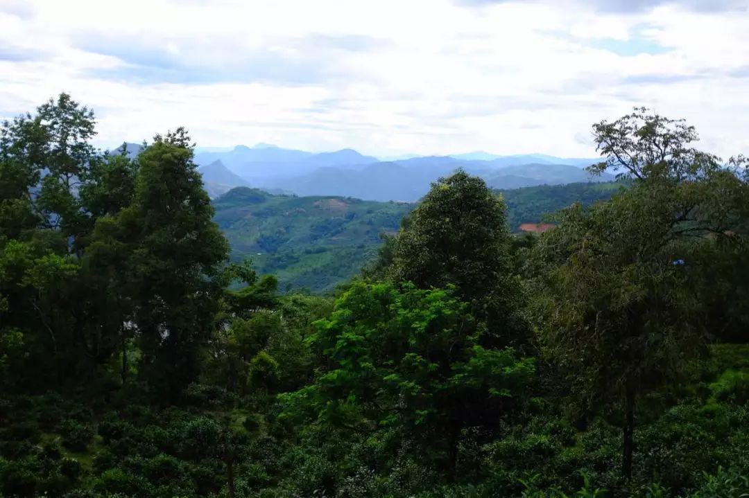 2022年景東祭茶祖 迎春茶，古樹(shù)春茶多少錢一公斤？