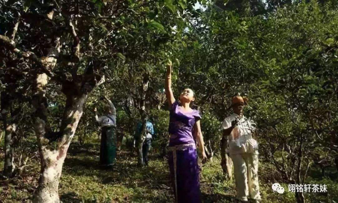 2022年鎮(zhèn)沅爺號(hào)大爺馬鄧古樹春茶特點(diǎn)？