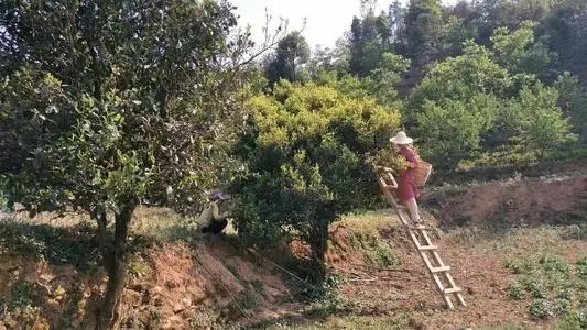 2022年鎮(zhèn)沅馬鄧古樹春茶口感是什么？