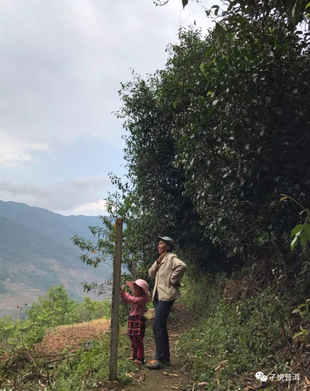 2022年鎮(zhèn)沅馬鄧古樹春茶多少錢一公斤？