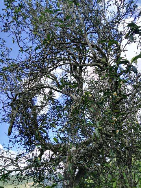 2022年鎮(zhèn)沅老海塘古樹春茶特點(diǎn)？