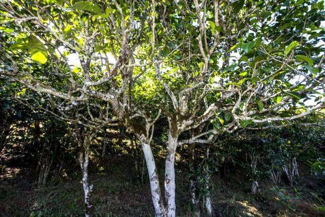 2022年鎮(zhèn)沅老海塘古樹春茶價(jià)格？