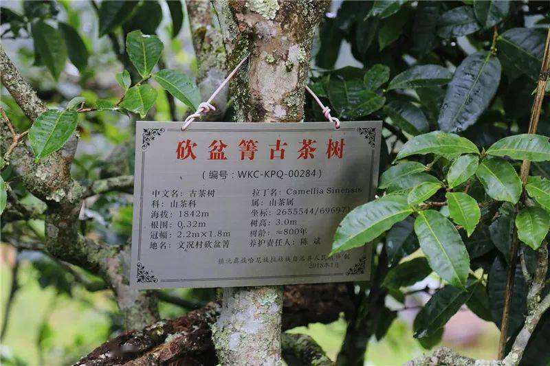 2022年鎮(zhèn)沅砍盆箐古樹春茶價(jià)格？