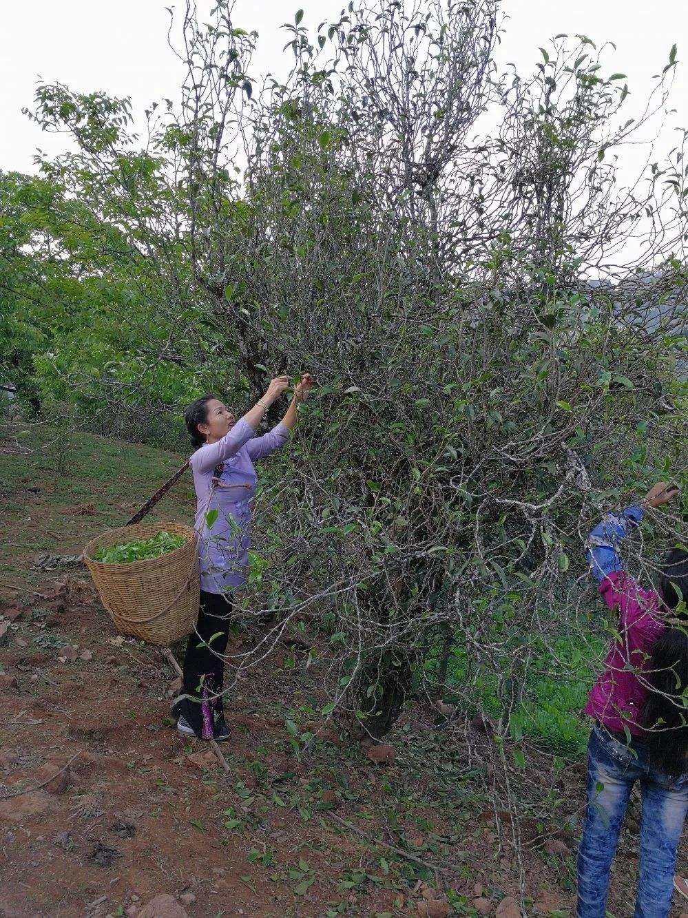 2022年鎮(zhèn)沅打筍山古樹春茶口感？