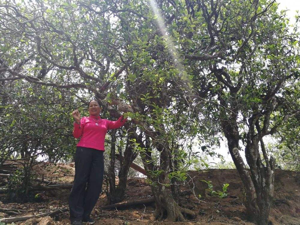 2022年鎮(zhèn)沅打筍山古樹春茶特點(diǎn)？