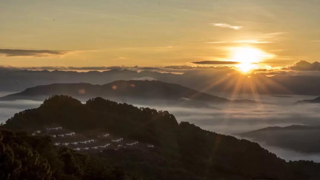 2022年別樣的味道，鎮(zhèn)沅老烏山古樹春茶