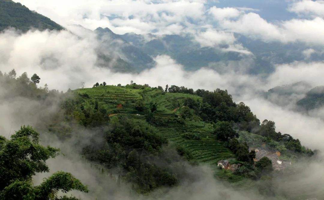 2022年鎮(zhèn)沅千家寨古樹(shù)普洱茶的傳說(shuō)