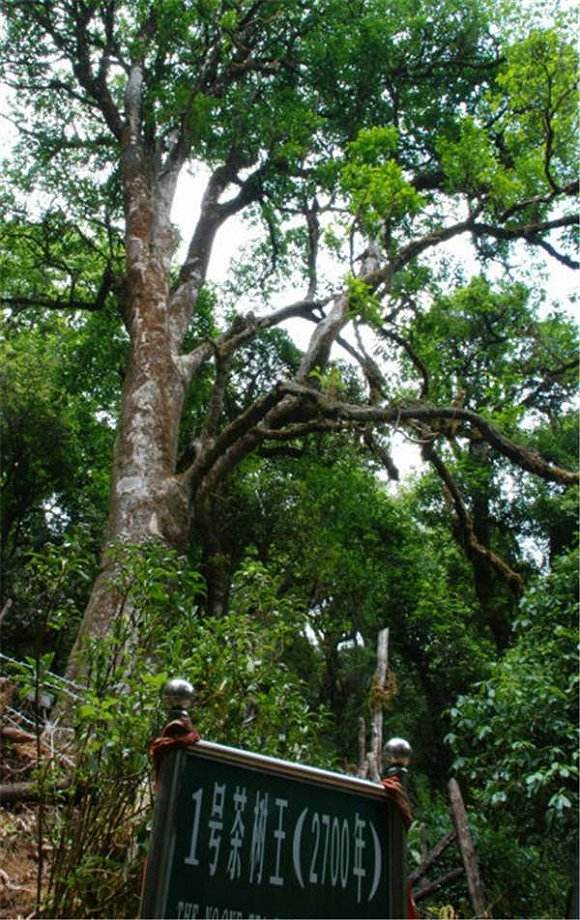 2022年鎮(zhèn)沅千家寨古樹春茶價(jià)格？