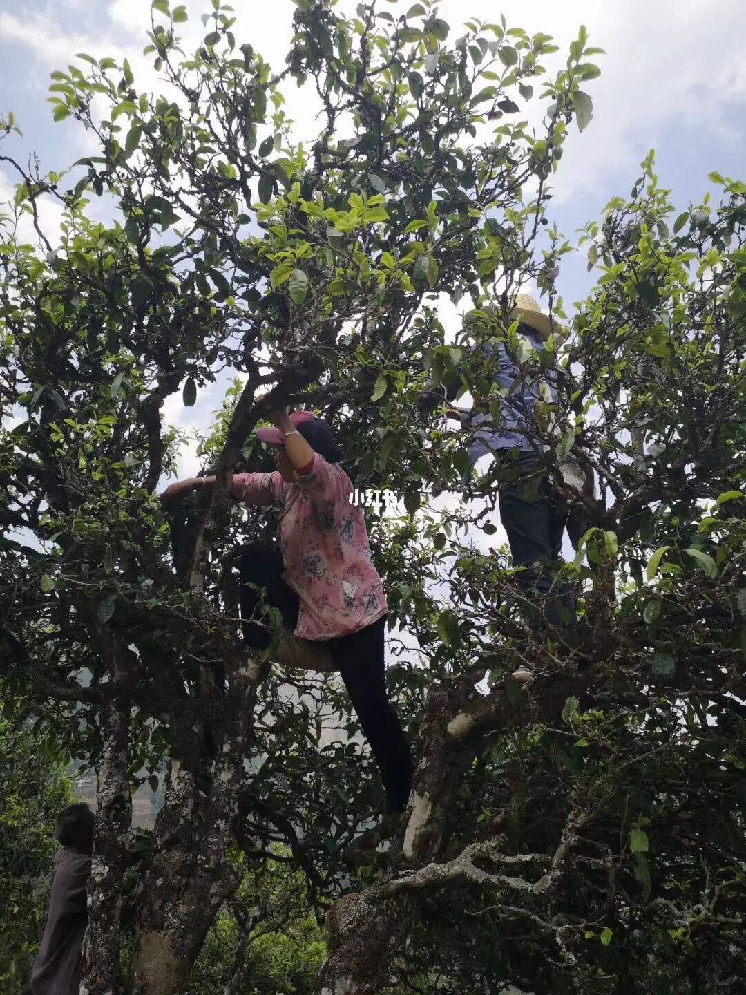 2022年寧洱擺尾箐古樹春茶特點(diǎn)？