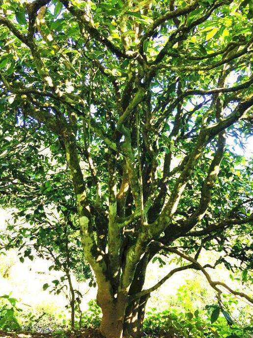 2022年這個(gè)春天，回到家鄉(xiāng)擺尾箐，與家人一起用心制茶！