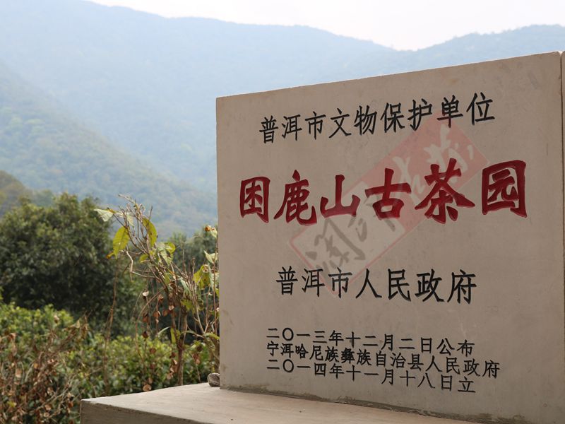 2022年困鹿山古樹春茶多少錢一公斤？