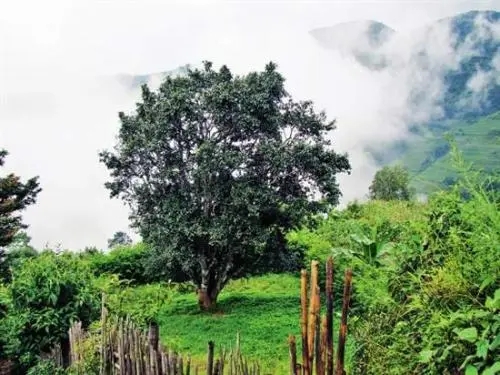 2022年邦威古樹春茶口感是什么？