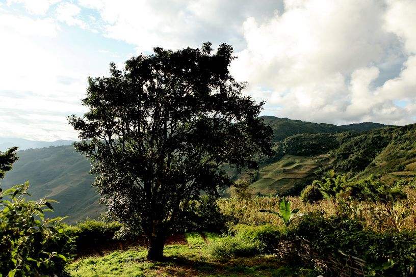 2022年邦崴古樹春茶特點？