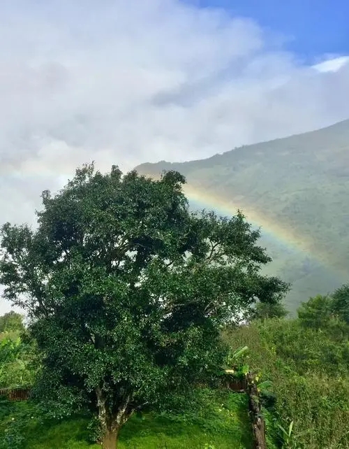 2022 年邦崴古樹春茶價格多少錢一公斤？