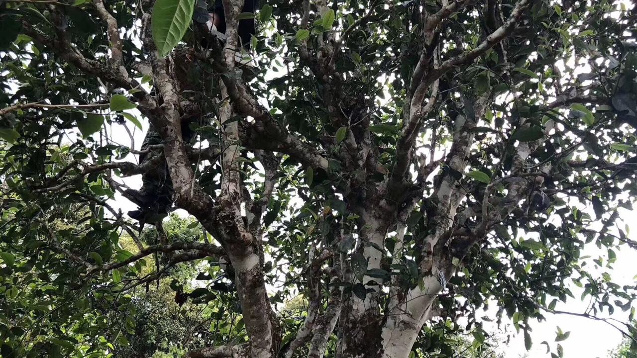 2022年麻黑古樹春茶價格？