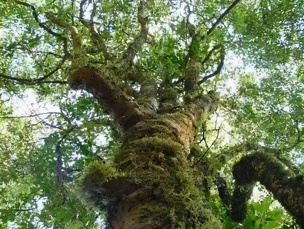 2022年落水洞古樹春茶特點？