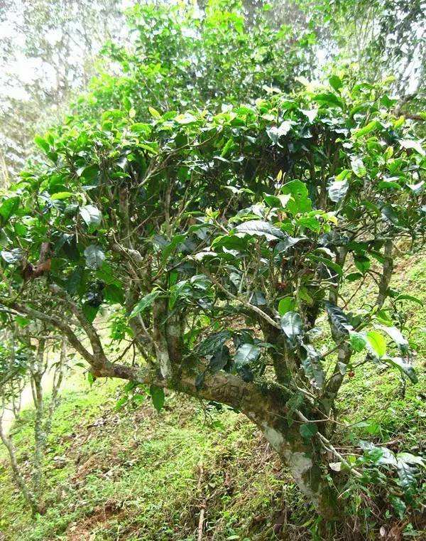 2022年落水洞古樹春茶——盞盛琥珀光，柔甜入人心