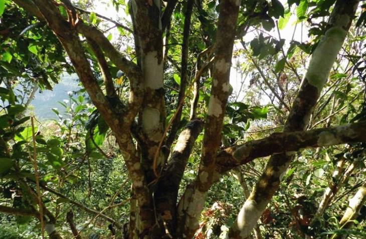 2022年大漆樹古樹春茶特點？