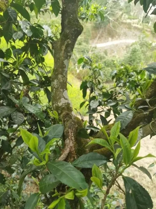 2022年彎弓古樹春茶特點(diǎn)？
