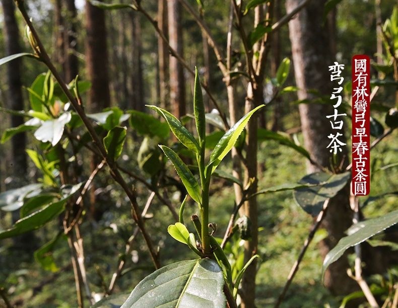 2022年彎弓大寨的古樹春茶為何如此之珍貴？