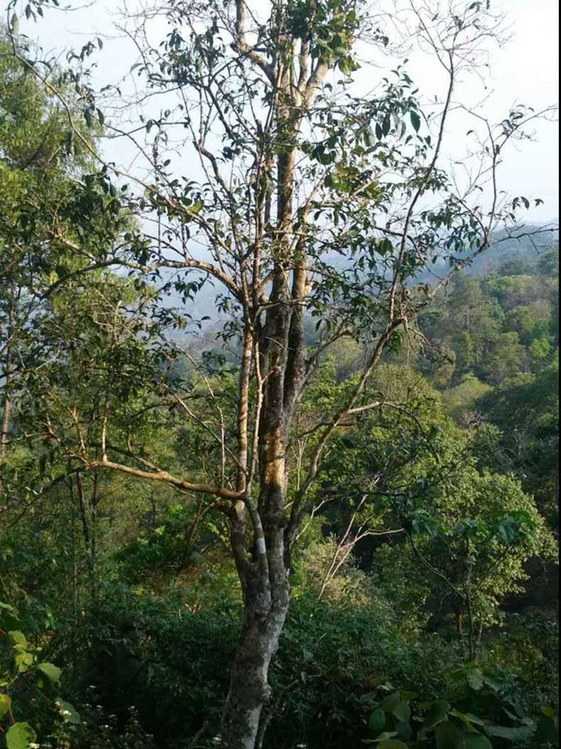 2022年彎弓古樹春茶多少錢一公斤？