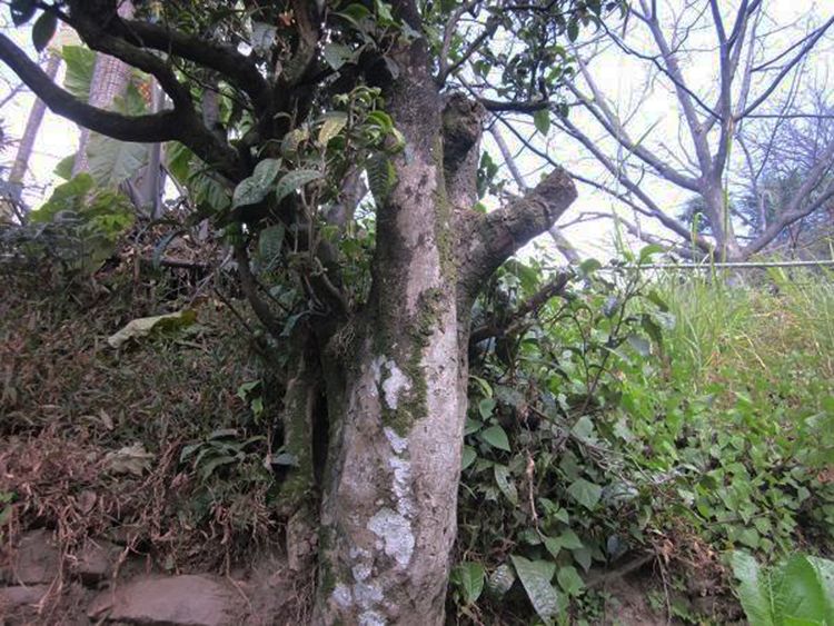 2022年白茶園古樹(shù)春茶特點(diǎn)？