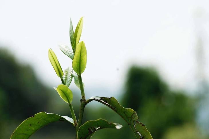 2022年白茶園古樹春茶品鑒！