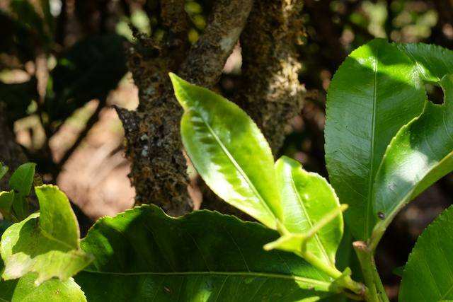 2022年白茶園古樹春茶價格？