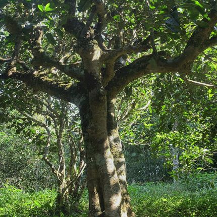 2022年鳳凰窩古樹春茶多少錢一公斤？