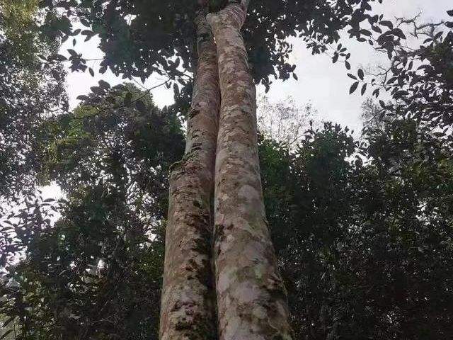 2022年冷水河古樹春茶口感？