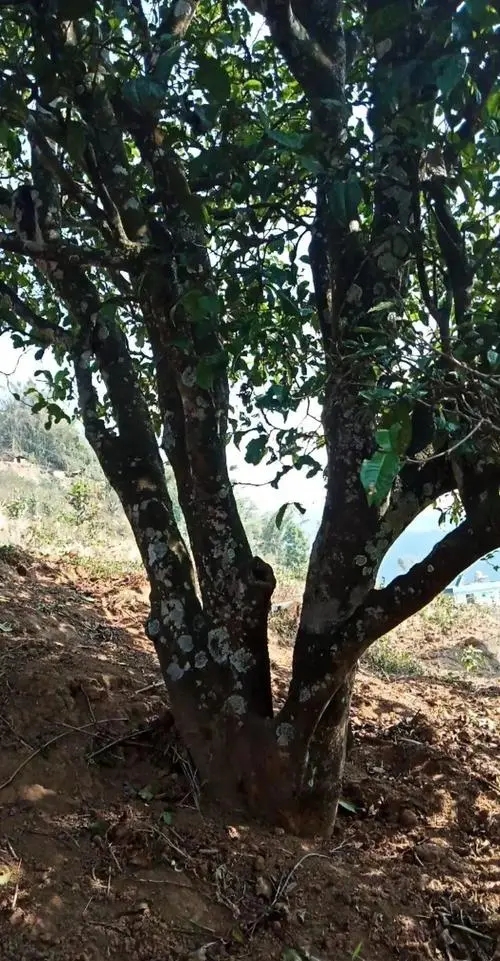 2022年冷水河古樹春茶多少錢一公斤？