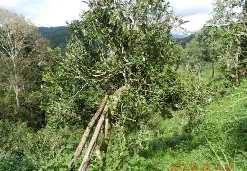 2022白沙河古樹春茶特點？