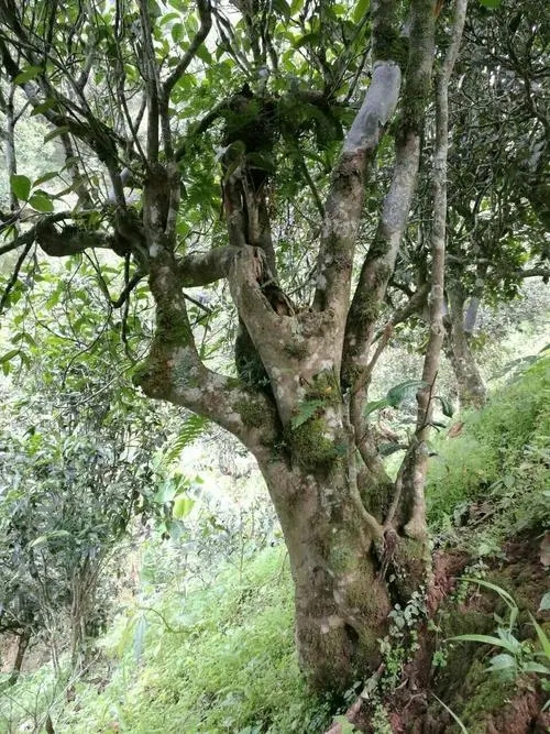 2022年黑水梁子古樹(shù)春茶特點(diǎn)？