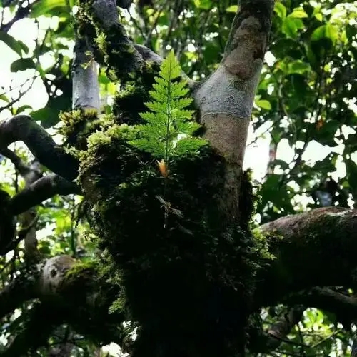 2022年黑水梁子古樹春茶價格？