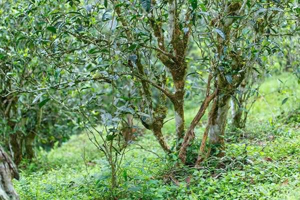 2022年刮風(fēng)寨茶坪古樹春茶口感？